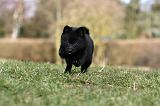 SCHIPPERKE 792